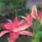 Fuchsia Lillies in My Yard