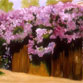 Lilacs on Taft
