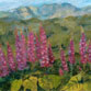 Lupine