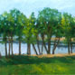Trees at Lake Loveland