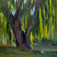 Backlight Willow On the  Big Thompson