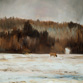 Elk Grazing
